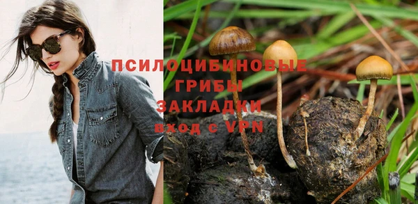 a pvp Новозыбков